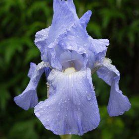  Bearded Iris